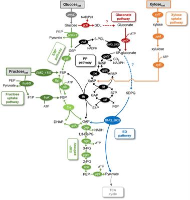 Flux Connections Between Gluconate Pathway, Glycolysis, and Pentose–Phosphate Pathway During Carbohydrate Metabolism in Bacillus megaterium QM B1551